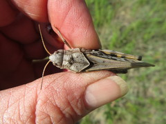 Pardalophora apiculata