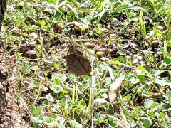 Junonia natalica natalica