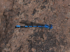 Argia agrioides