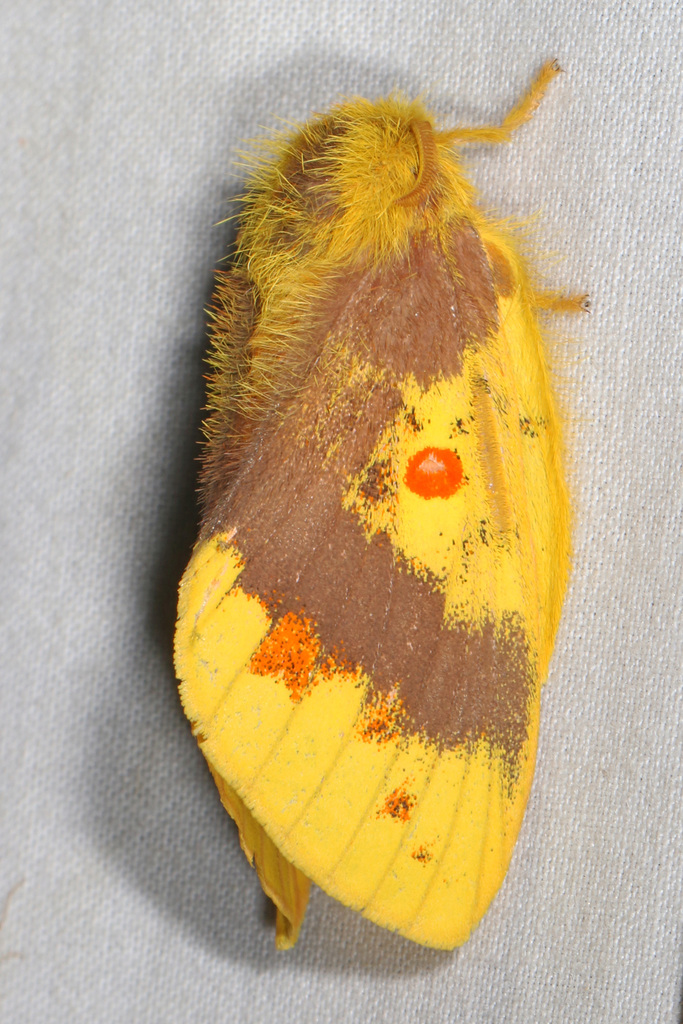 Chrysopsyche