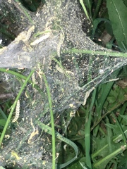 Yponomeuta cagnagella