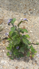 Heliotropium indicum