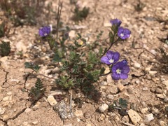 Phacelia ciliata