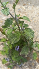 Heliotropium indicum