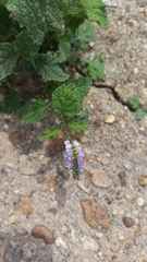 Heliotropium indicum