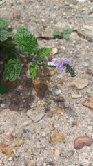 Heliotropium indicum
