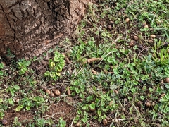 Junonia natalica natalica