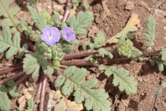 Phacelia ciliata