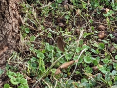 Junonia natalica natalica