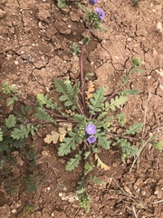 Phacelia ciliata