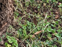 Junonia natalica natalica