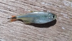 Golden Tetra photo 5