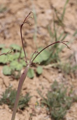 Eriogonum clavatum