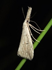 Trigonistis demonias