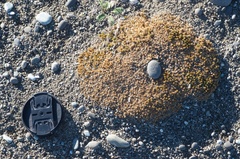 Scleranthus biflorus