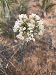 Allium howellii