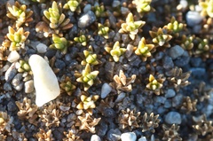 Scleranthus biflorus