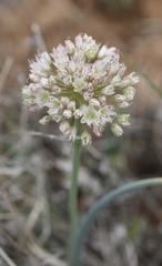 Allium howellii