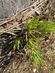 Phemeranthus mengesii