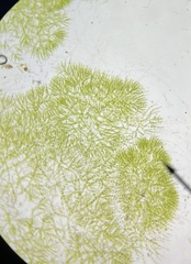 Chaetophoropsis elegans
