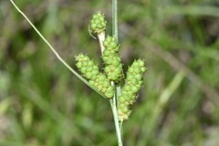 Carex caroliniana