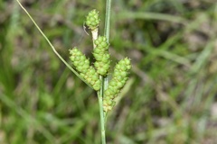 Carex caroliniana