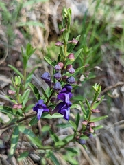 Scutellaria siphocampyloides