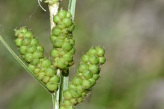Carex caroliniana