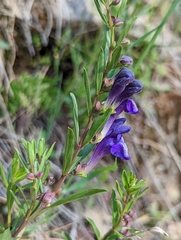 Scutellaria siphocampyloides