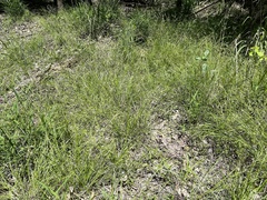 Carex caroliniana