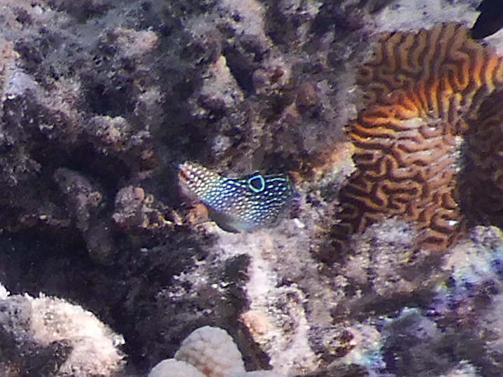 Spotted sharpnose