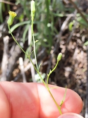 Malacothrix clevelandii