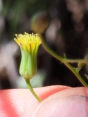 Malacothrix clevelandii