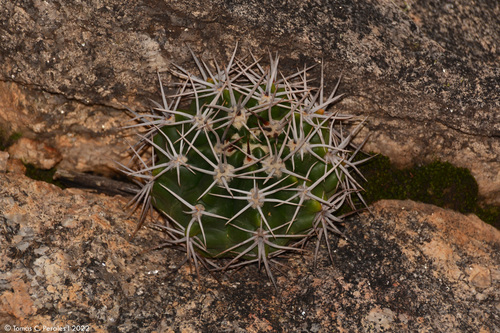 Gymnocalycium mostii