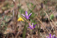 Brodiaea leptandra