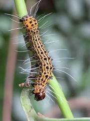 Mimeusemia vilemani
