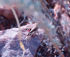 Peakesia vitripennis