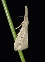 Trigonistis demonias