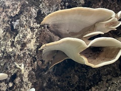 Image of Ganoderma applanatum