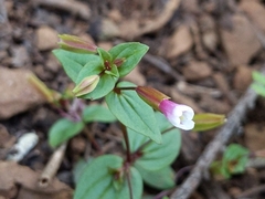 Erythranthe inconspicua