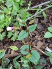 Erythranthe inconspicua