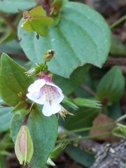 Erythranthe inconspicua