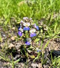 Collinsia grandiflora