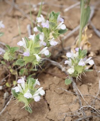 Acanthomintha obovata cordata