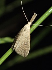 Trigonistis demonias