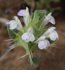 Acanthomintha obovata cordata