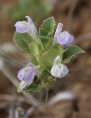 Acanthomintha obovata cordata