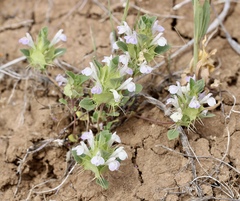 Acanthomintha obovata cordata