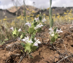 Acanthomintha obovata cordata