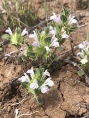 Acanthomintha obovata cordata